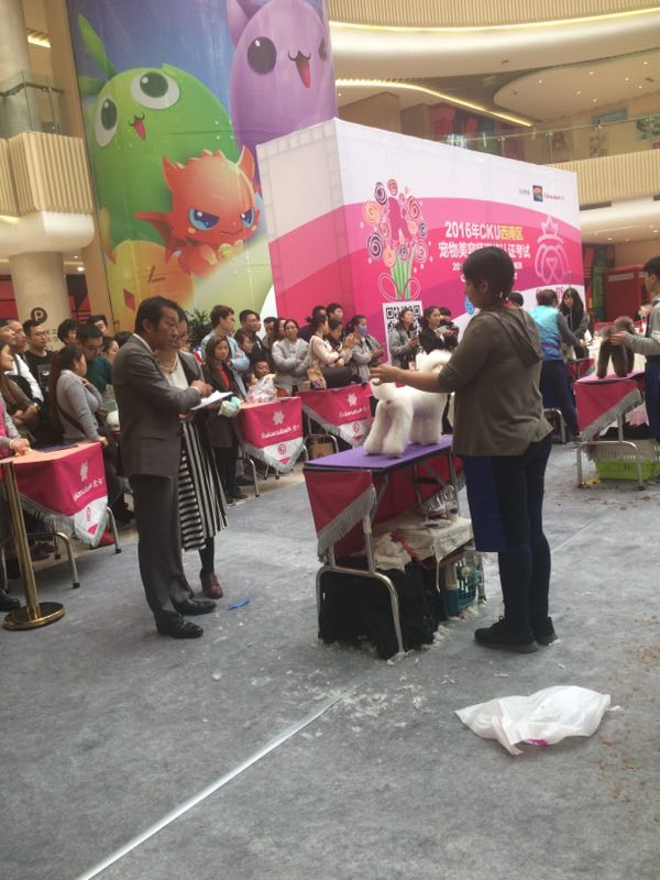 宠物美容师资格证考试现场翻译.jpg
