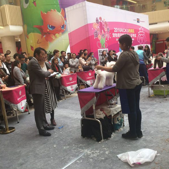 宠物美容师资格证考试翻译